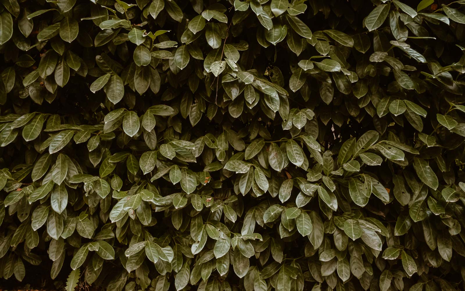 photographies d’un mariage conte d'automne au domaine du Moulin Neuf à Montrevault-sur-Èvre