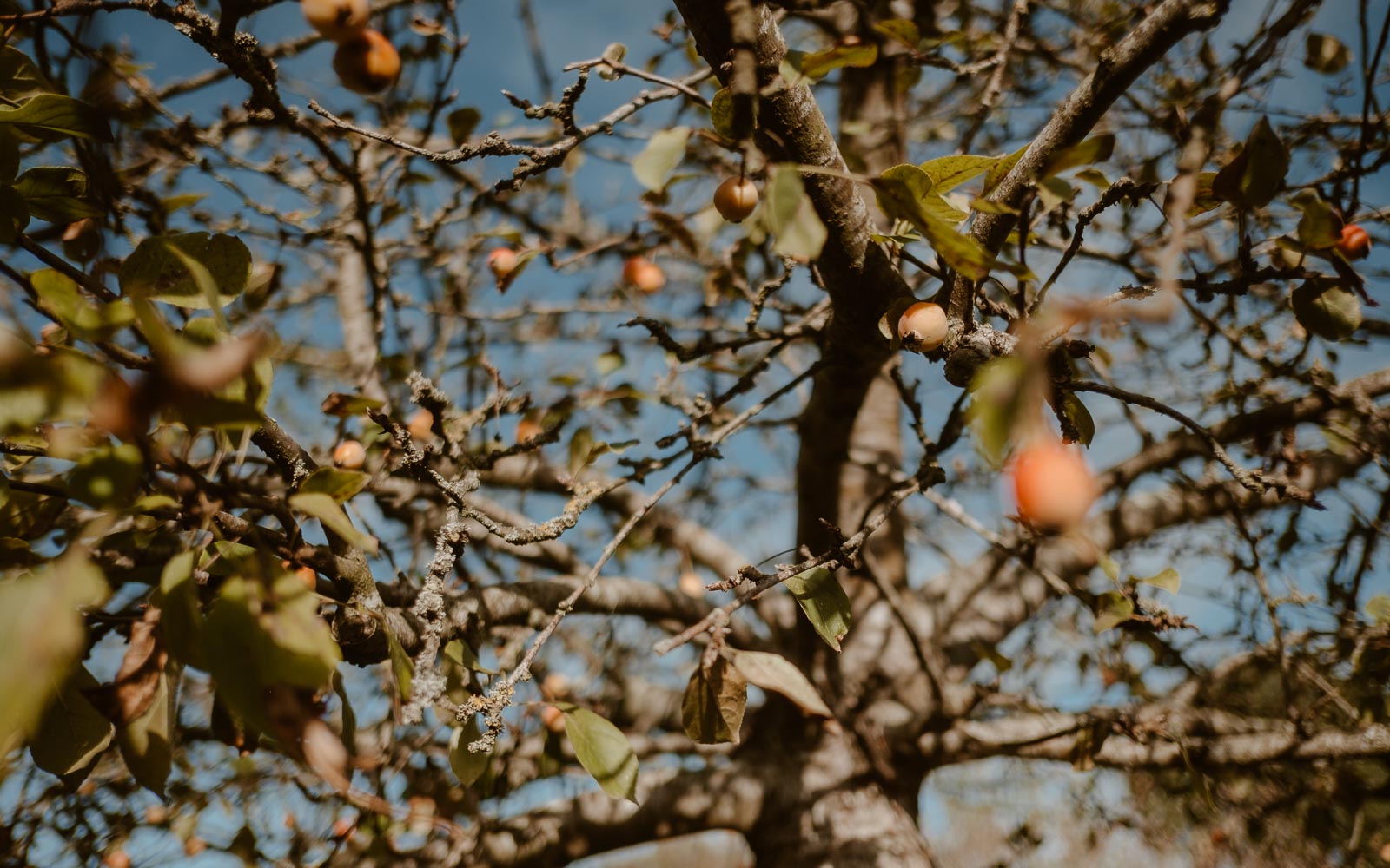 photographies d’un mariage conte d'automne au domaine du Moulin Neuf à Montrevault-sur-Èvre