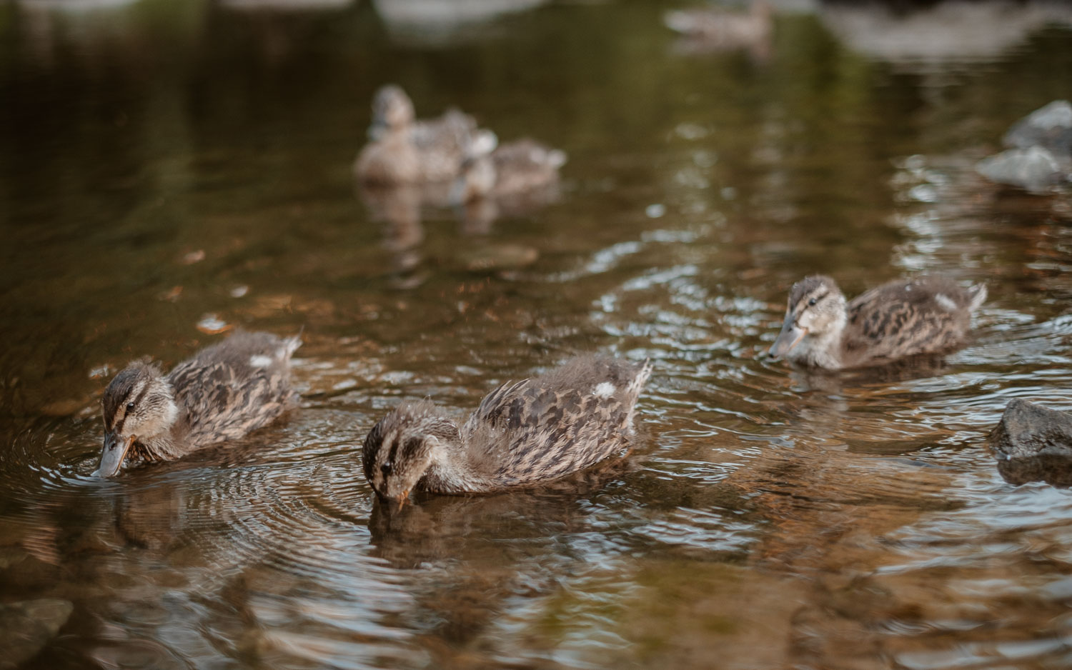 photographies d’une famille à Clisson, près de Nantes