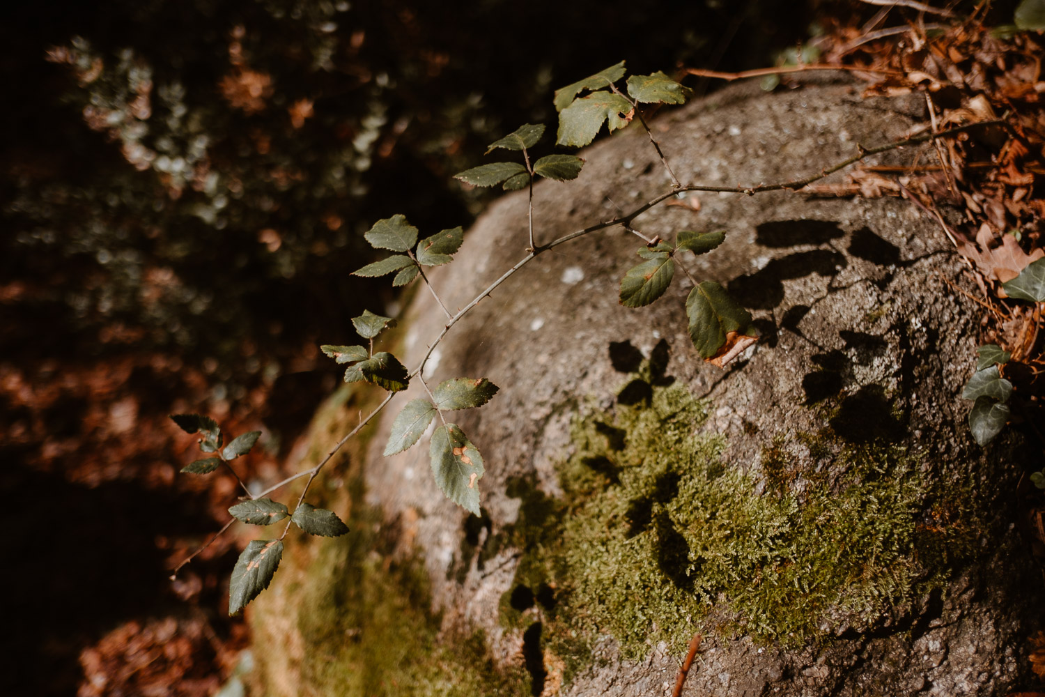 photographies d’un créateur & designer de montres éco-durables, sustainable tool watches, à Clisson, pays de la loire