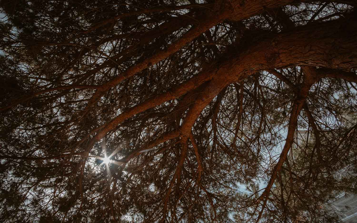 Arbre lors d'un mariage