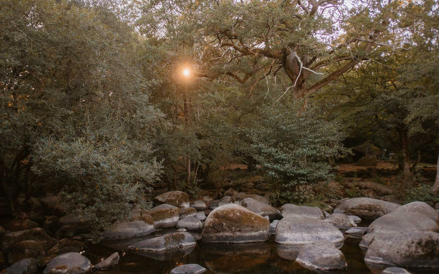 Reportage photo en famille en forêt à Clisson par Geoffrey Arnoldy
