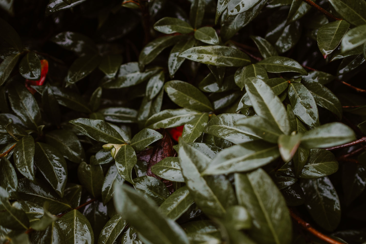 Photographies moody sous la pluie du Domaine du Moulin Neuf dans les Mauges