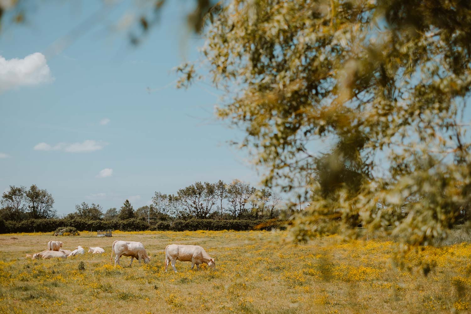 photographe mariage — reportage Domaine de la Moinardière à Le Bernard Vendée