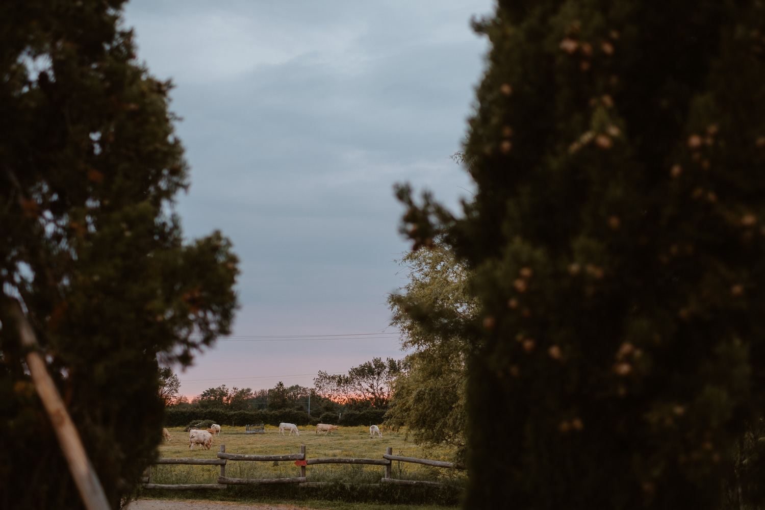 séance photo couple jeunes mariés — Domaine de la Moinardière à Le Bernard Vendée