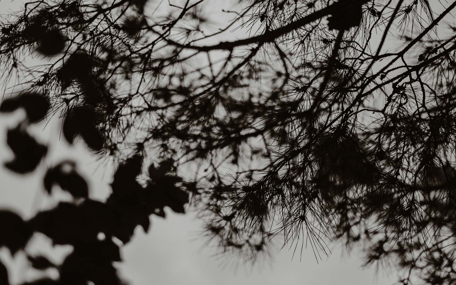 Séance photo couple américain demande en mariage en pays de la loire (49) - Loire Valley