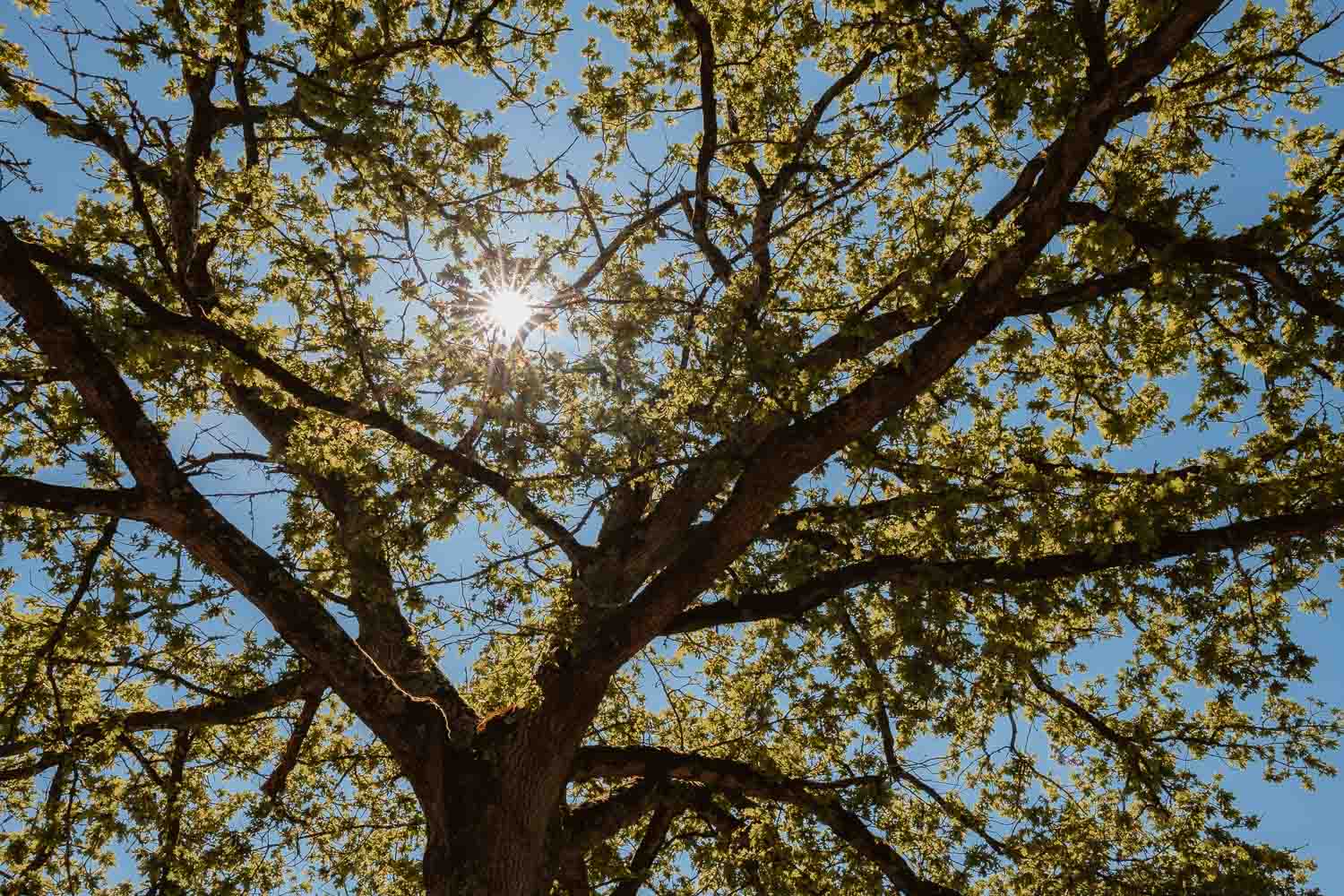 photographe mariage — reportage Château du Coing à Saint Fiacre sur Maine