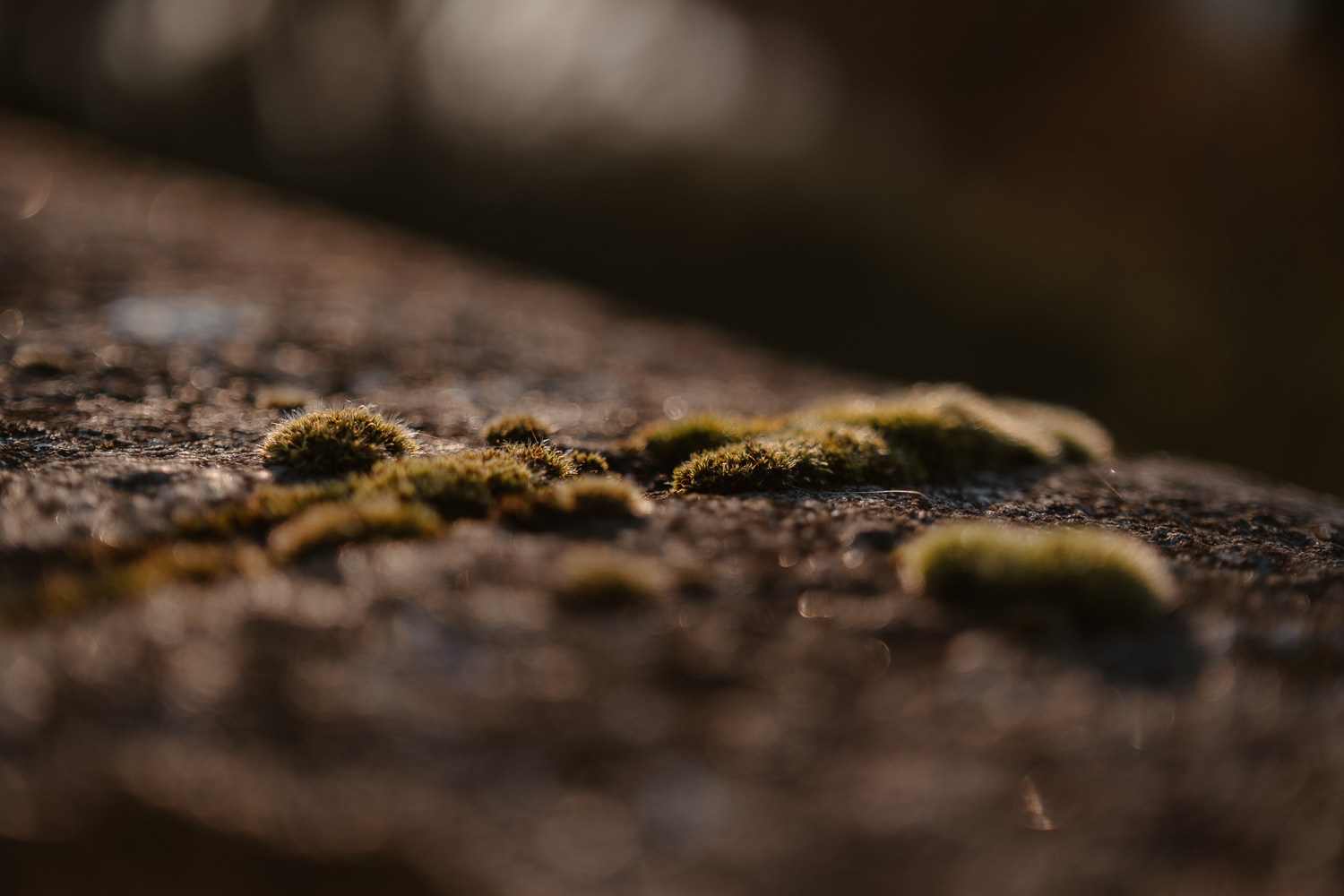 Séance photo engagement de couple save the date en hiver au coucher de soleil à Nantes (44)