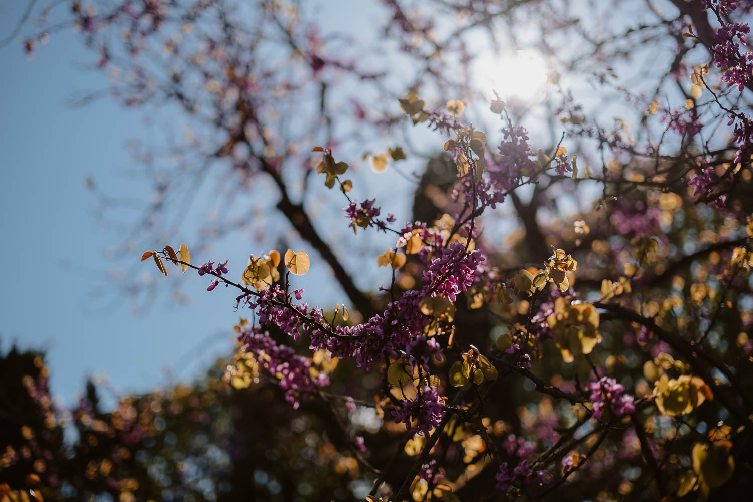 Séance photo reportage portrait artiste peintre achitecture Sami Toualit à Savennières (49)